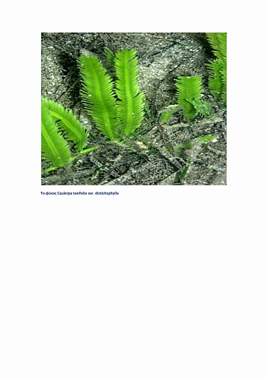 Το φύκος Caulerpa taxifolia var. distichophylla